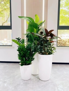 热词揭秘镇海盆景出租价格，速来围观！